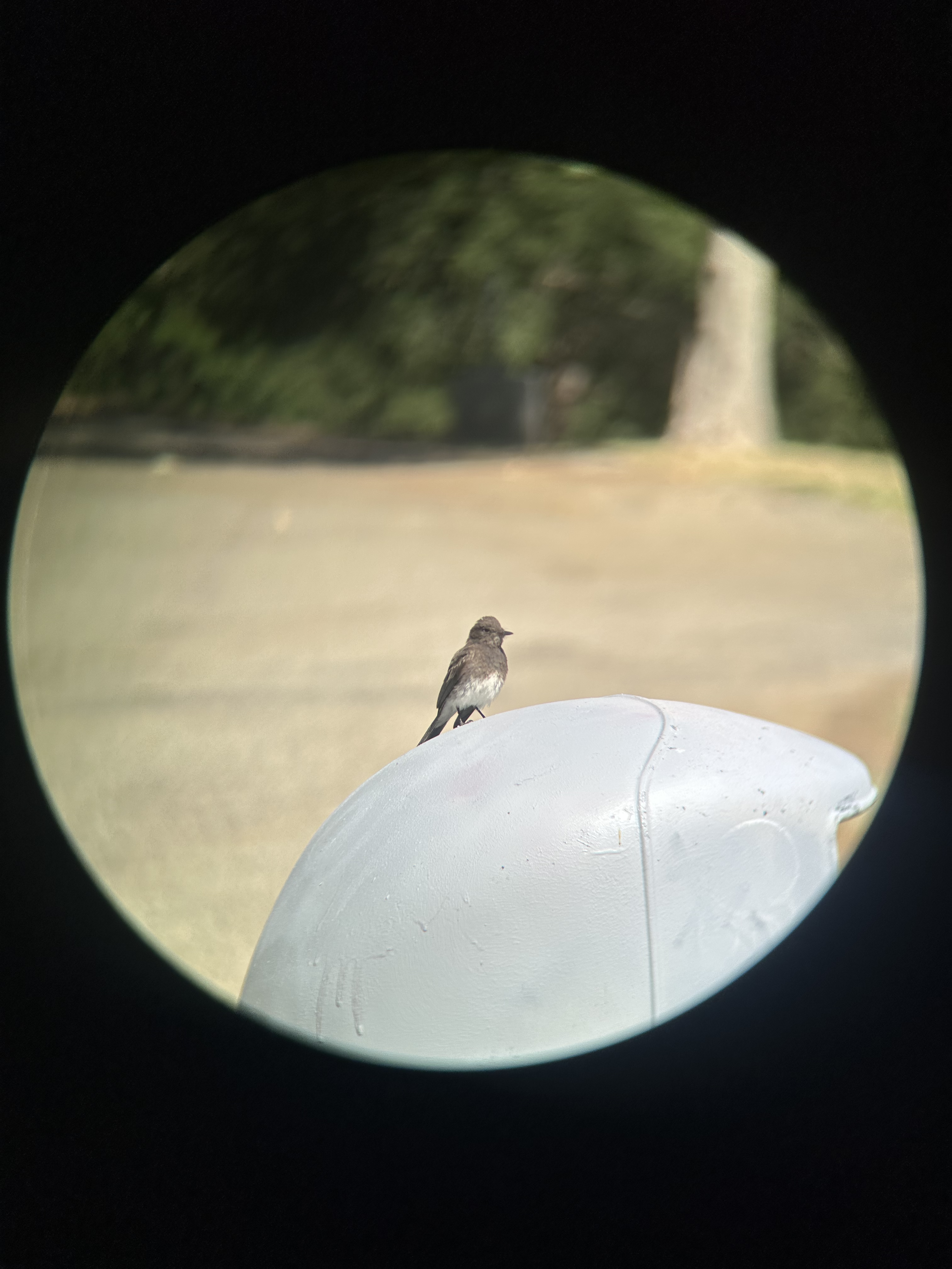 Black Phoebe, Sayornis nigricans