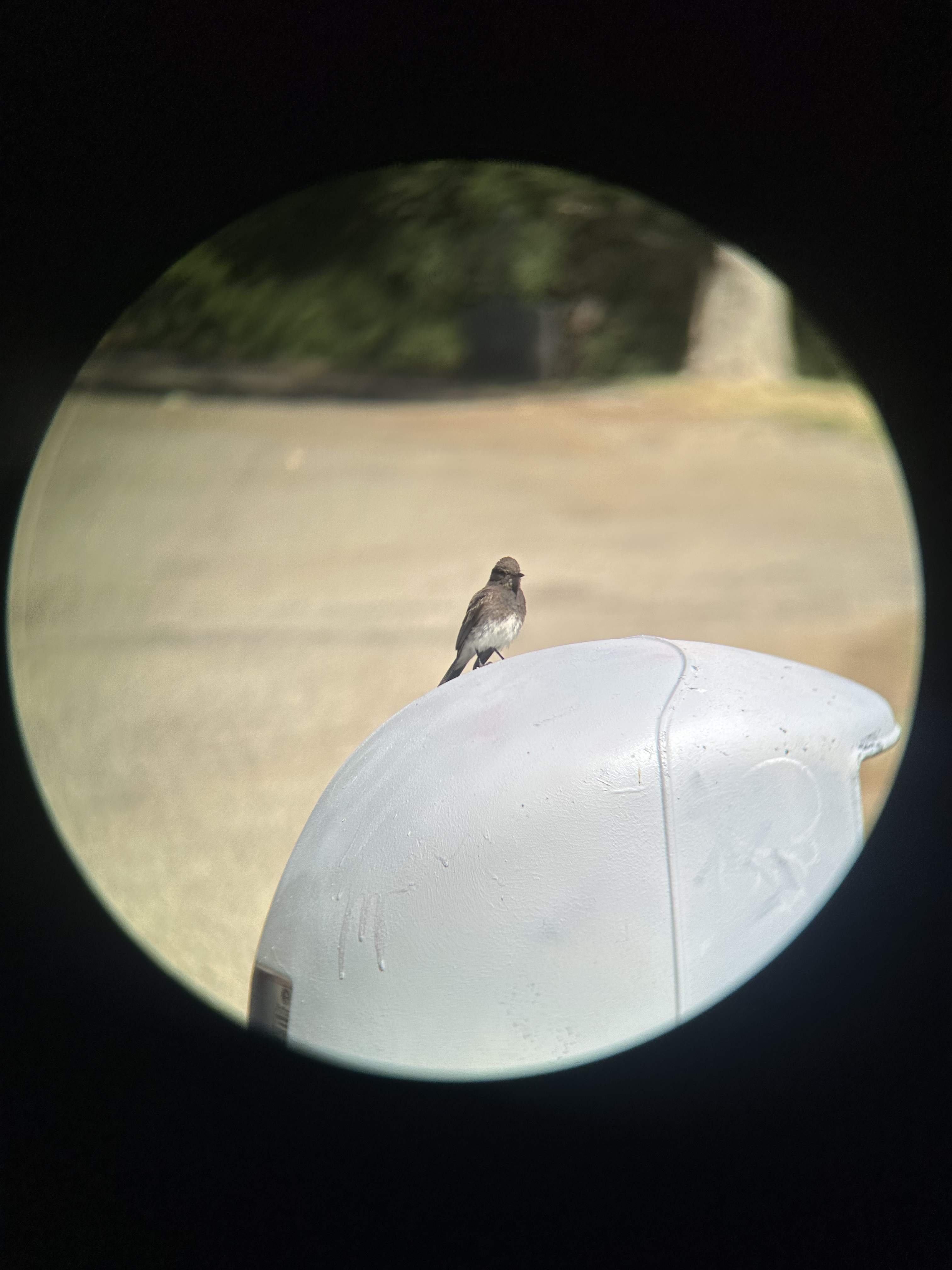 Black Phoebe, Sayornis nigricans