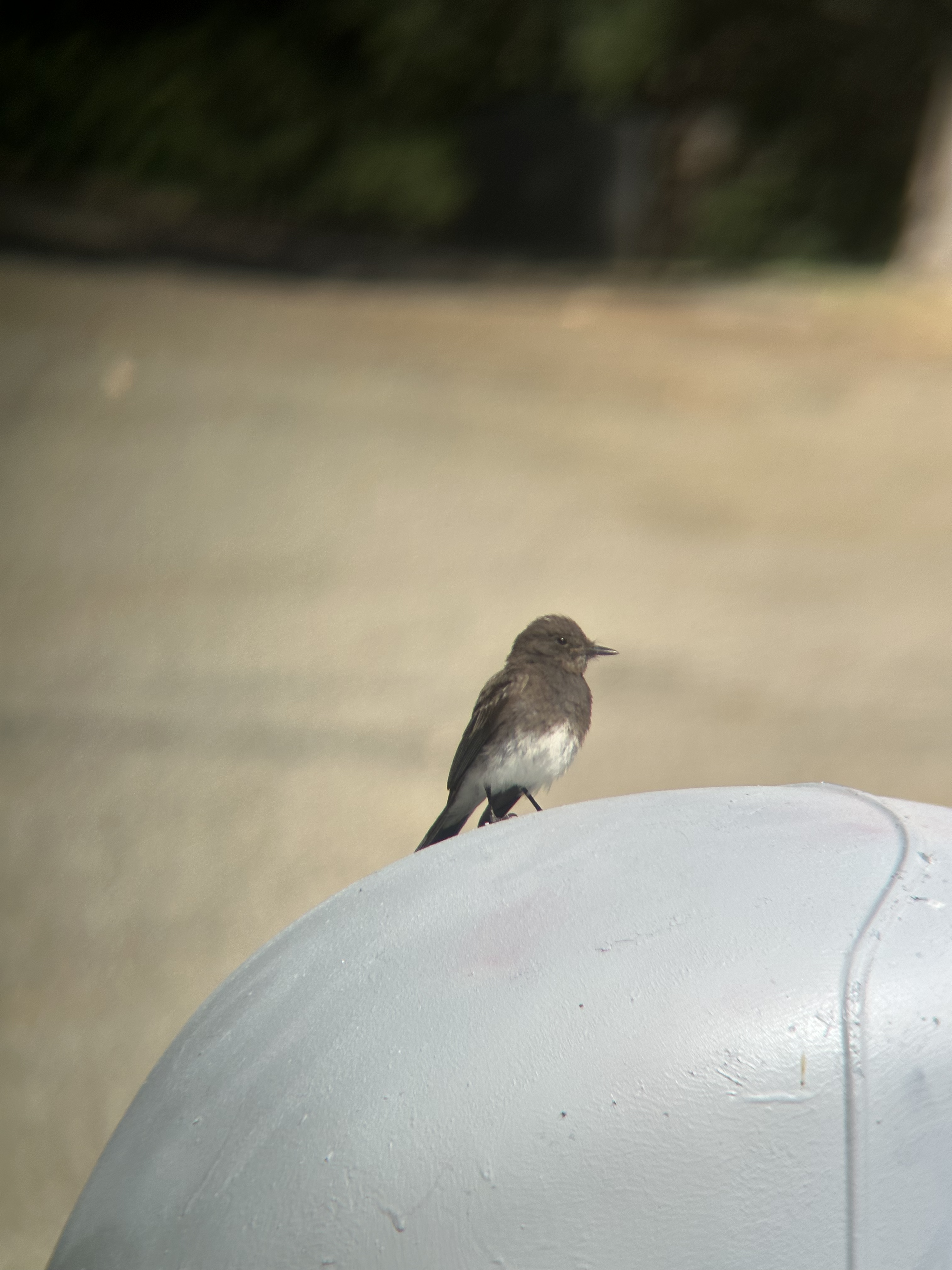 Black Phoebe, Sayornis nigricans