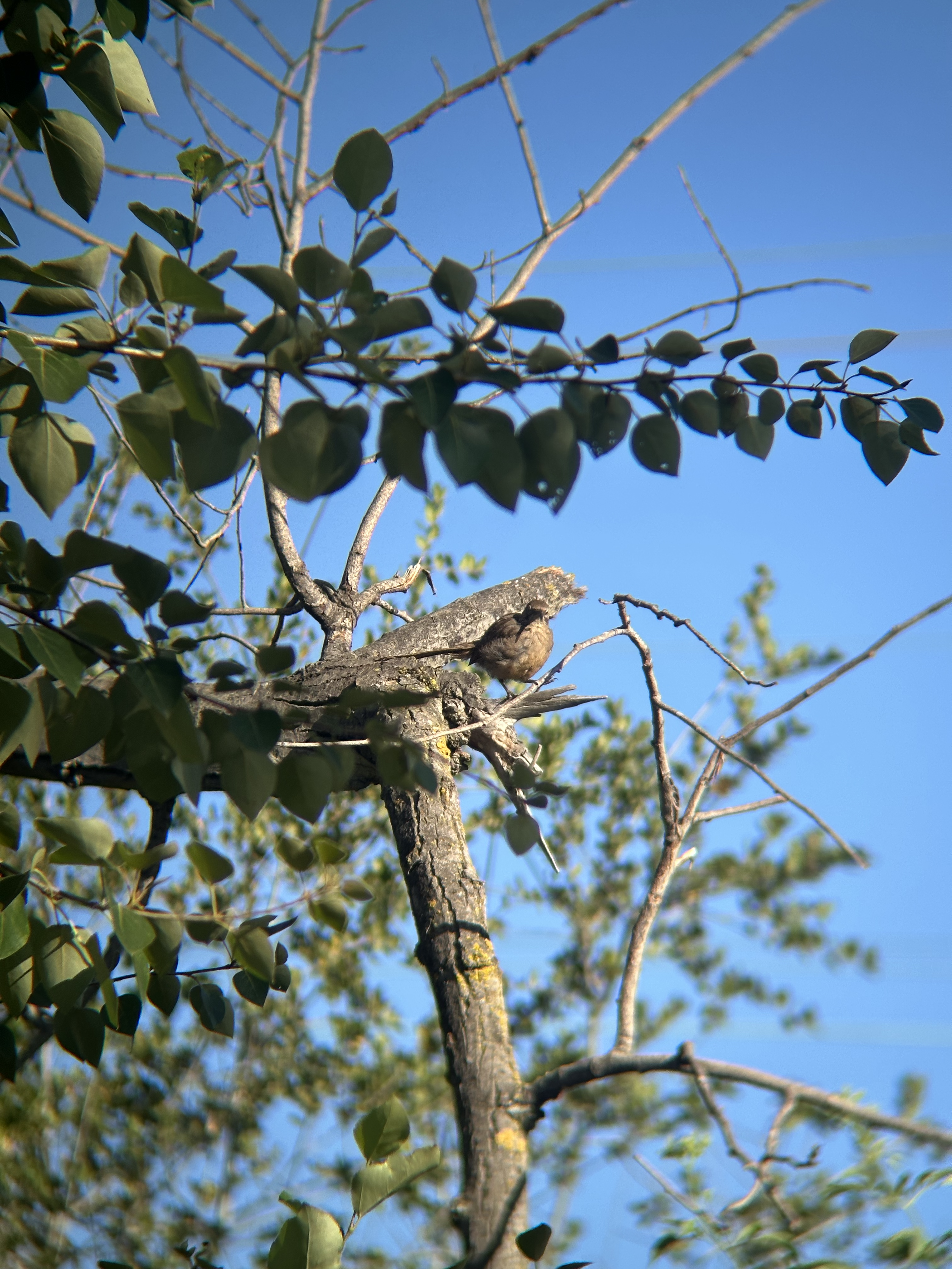 California Thrasher, Toxostoma redivivum