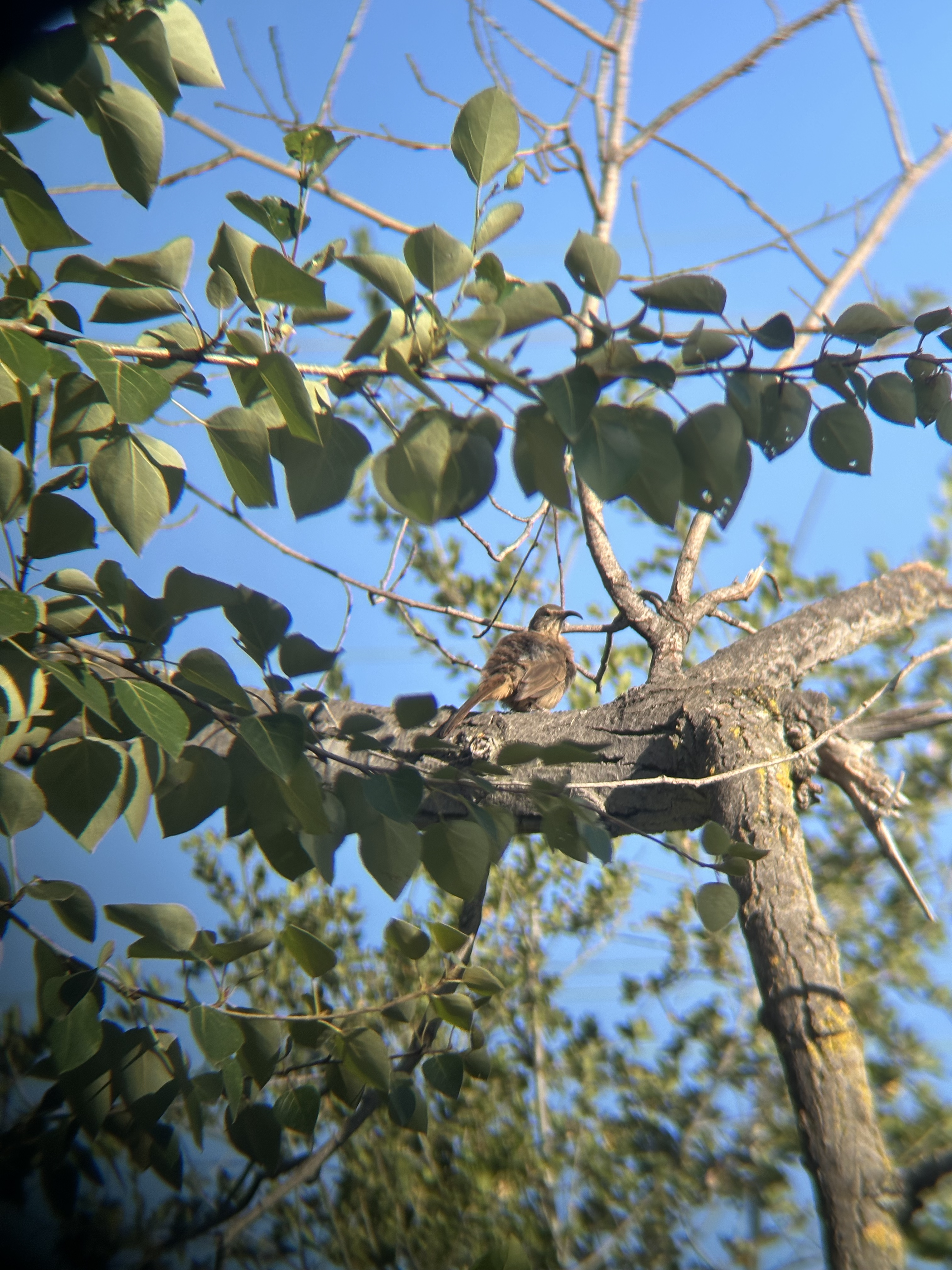 California Thrasher, Toxostoma redivivum