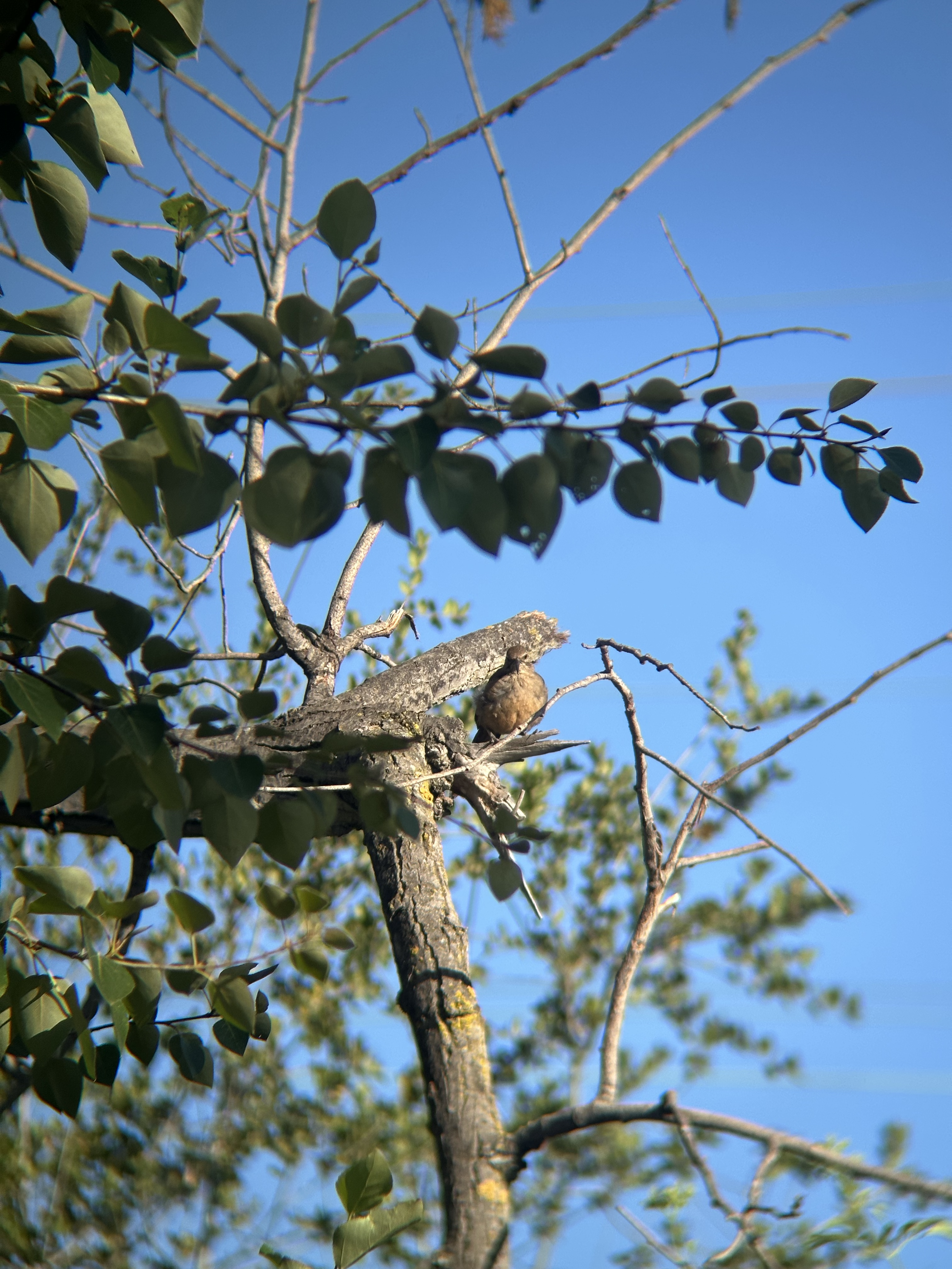 California Thrasher, Toxostoma redivivum
