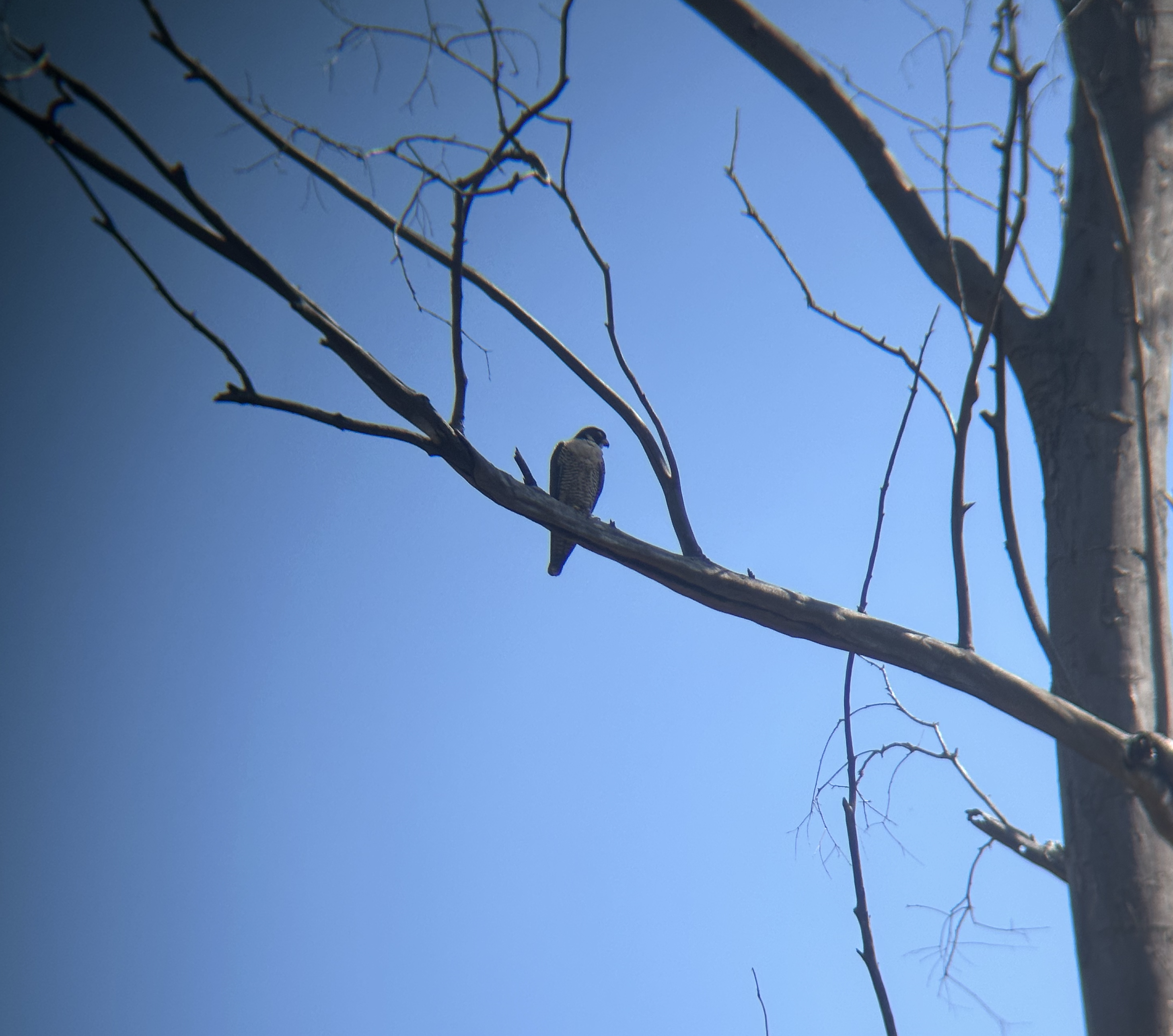 Peregrine Falcon, Falco peregrinus