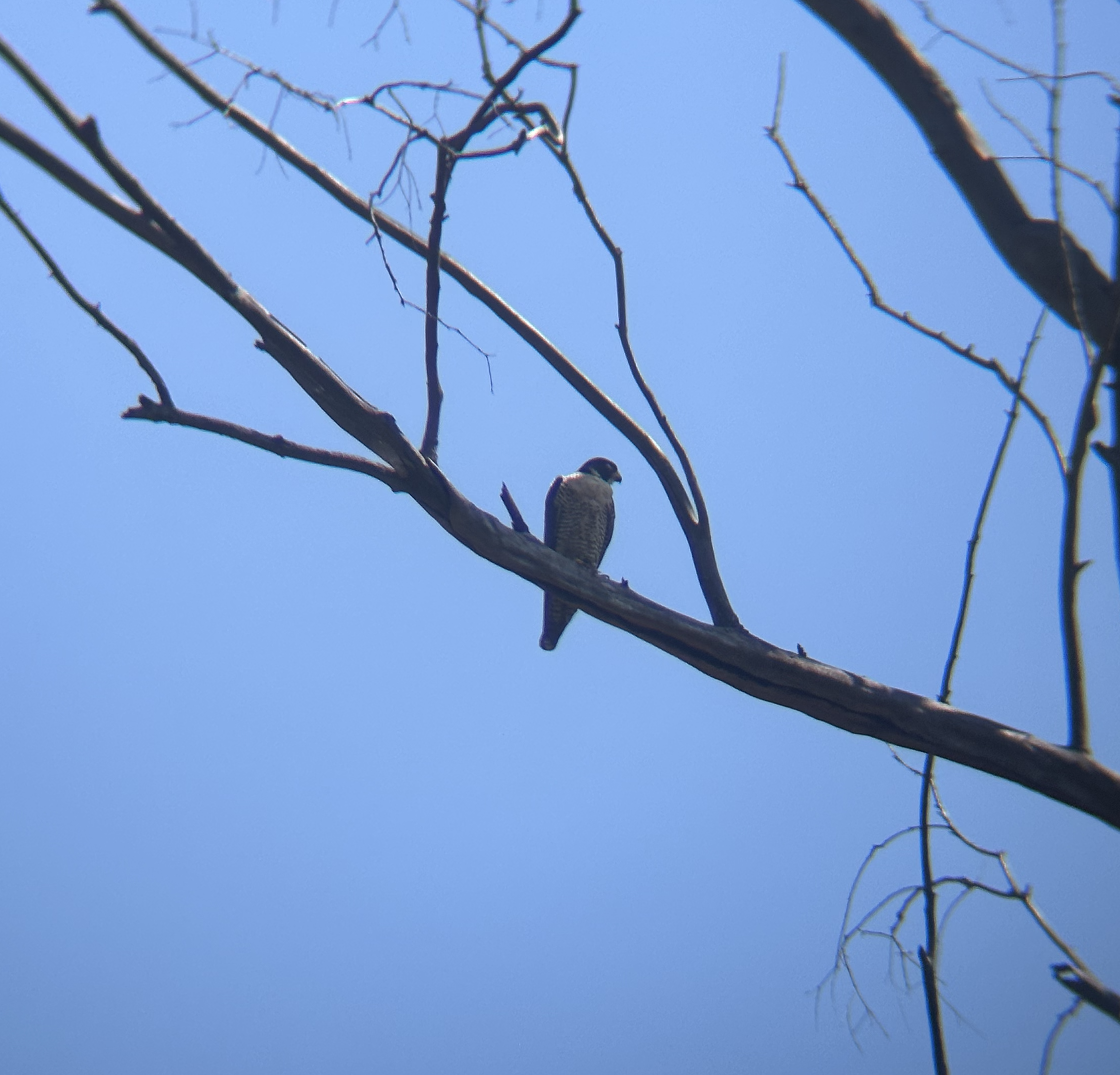 Peregrine Falcon, Falco peregrinus