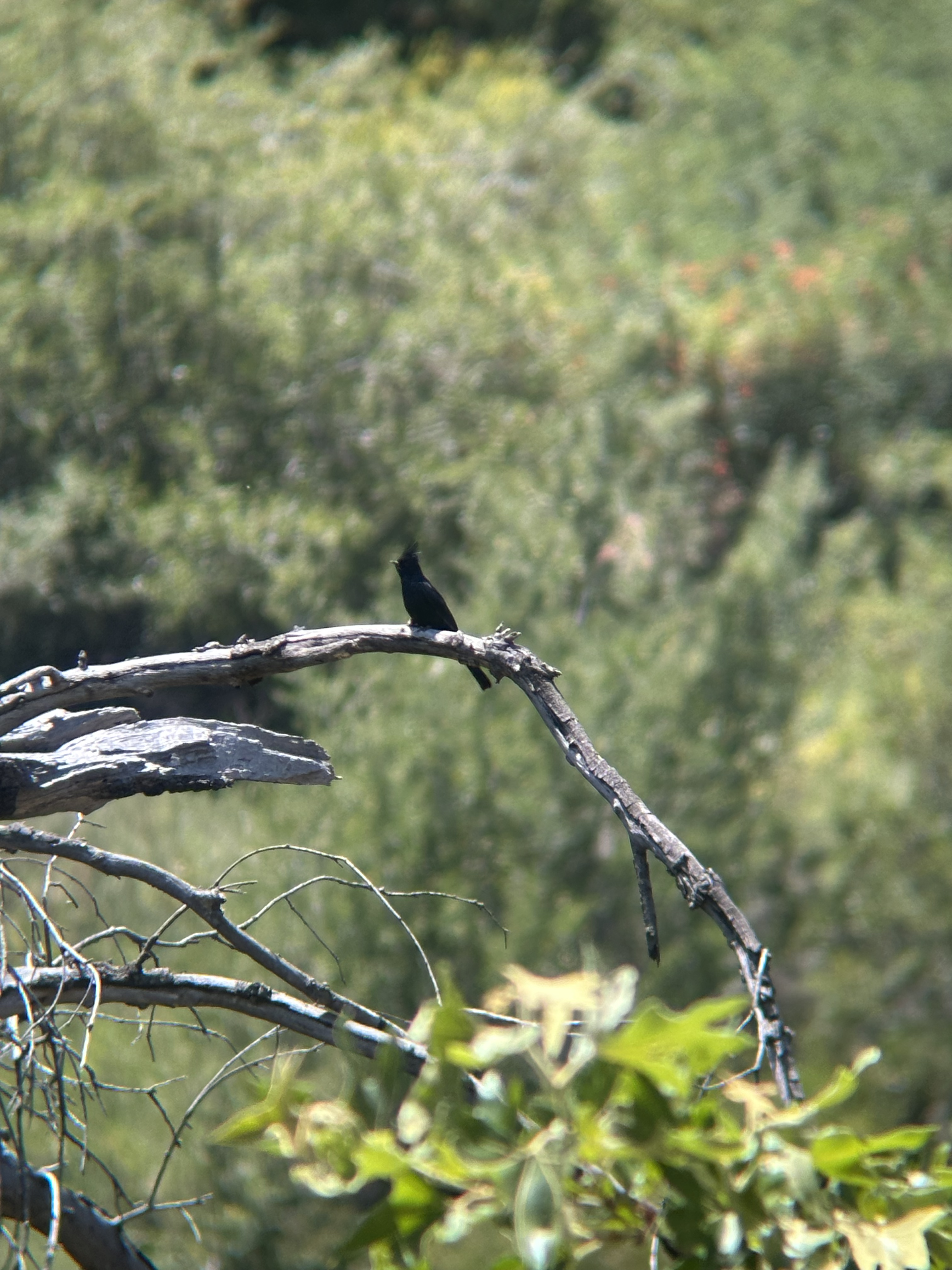 Phainopepla, Phainopepla nitens